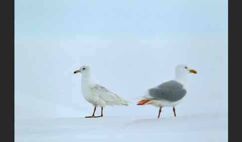 Eismöwe (Larus hyperboreus)