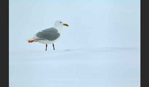 Eismöwe (Larus hyperboreus)