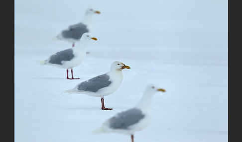 Eismöwe (Larus hyperboreus)