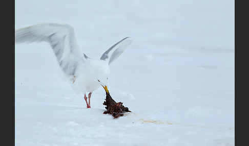 Eismöwe (Larus hyperboreus)