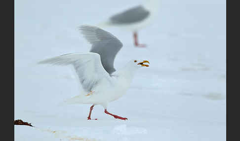 Eismöwe (Larus hyperboreus)