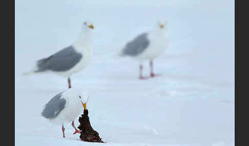 Eismöwe (Larus hyperboreus)