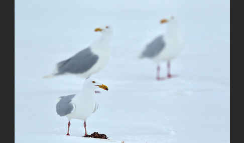 Eismöwe (Larus hyperboreus)