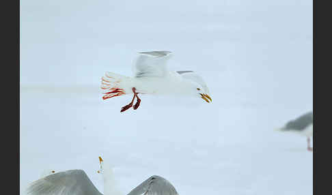 Eismöwe (Larus hyperboreus)