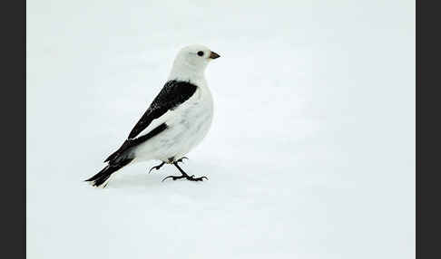 Schneeammer (Plectrophenax nivalis)