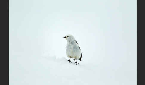 Schneeammer (Plectrophenax nivalis)