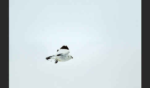 Schneeammer (Plectrophenax nivalis)