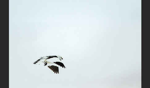 Schneeammer (Plectrophenax nivalis)