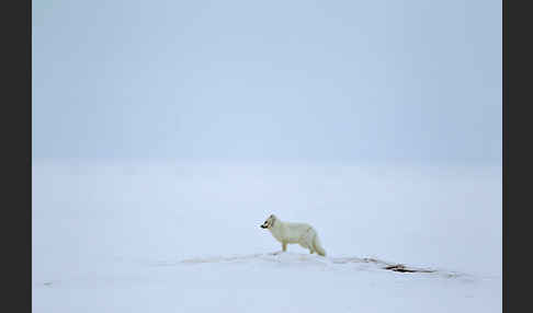 Polarfuchs (Vulpes lagopus)