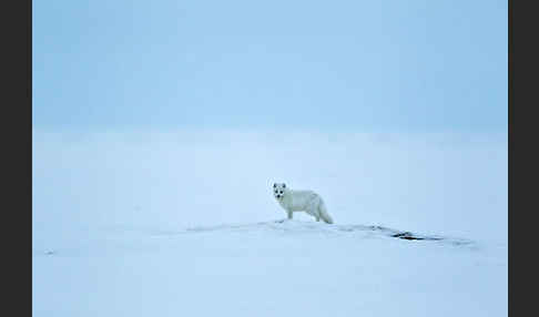 Polarfuchs (Vulpes lagopus)