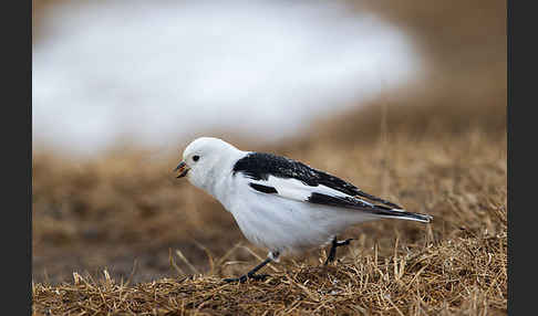 Schneeammer (Plectrophenax nivalis)