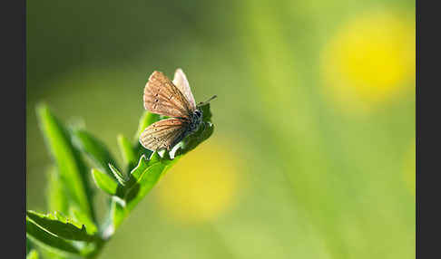 Zwergbläuling (Cupido minimus)