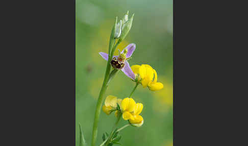 Bienen-Ragwurz (Ophrys apifera)