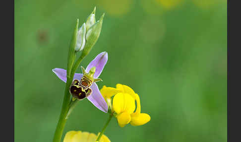 Bienen-Ragwurz (Ophrys apifera)