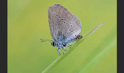 Zwergbläuling (Cupido minimus)