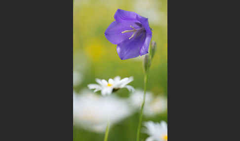 Pfirsichblättrige Glockenblume (Campanula persicifolia)