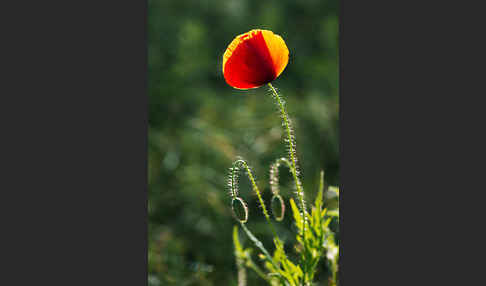 Klatsch-Mohn (Papaver rhoeas)