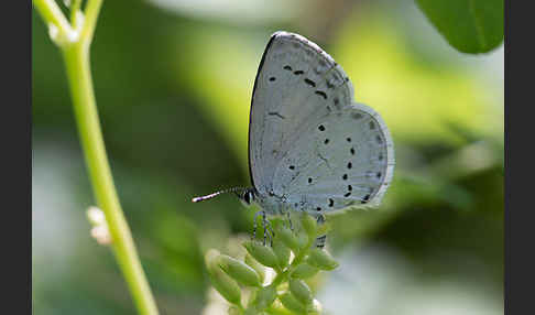 Faulbaumbläuling (Celastrina argiolus)