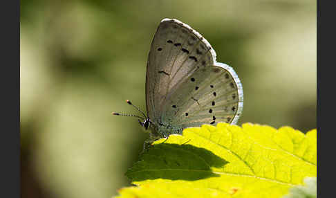 Faulbaumbläuling (Celastrina argiolus)