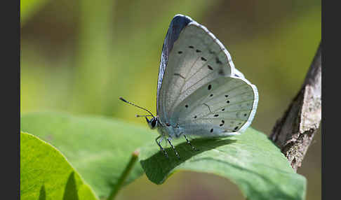 Faulbaumbläuling (Celastrina argiolus)