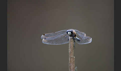 Zierliche Moosjungfer (Leucorrhinia caudalis)