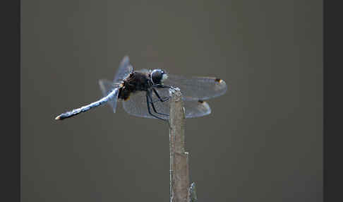 Zierliche Moosjungfer (Leucorrhinia caudalis)