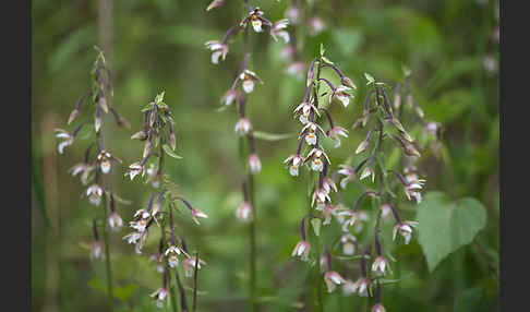 Sumpf-Sitter (Epipactis palustris)