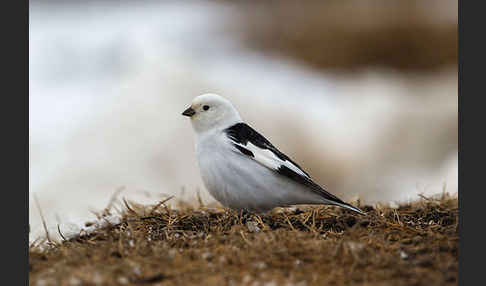 Schneeammer (Plectrophenax nivalis)