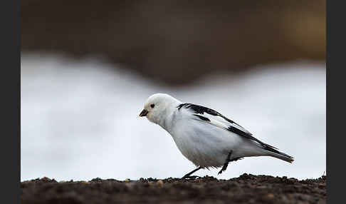 Schneeammer (Plectrophenax nivalis)