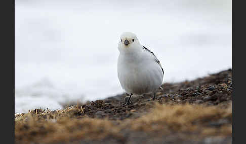 Schneeammer (Plectrophenax nivalis)