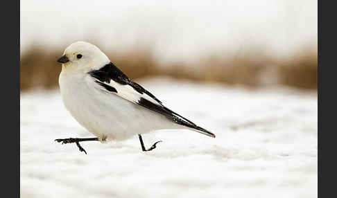 Schneeammer (Plectrophenax nivalis)