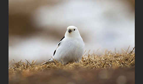 Schneeammer (Plectrophenax nivalis)