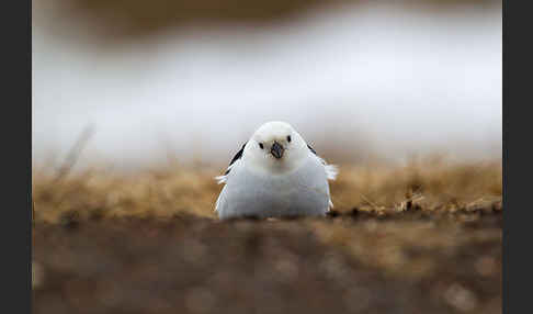 Schneeammer (Plectrophenax nivalis)