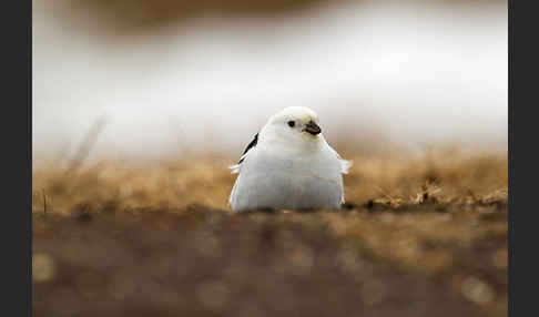 Schneeammer (Plectrophenax nivalis)