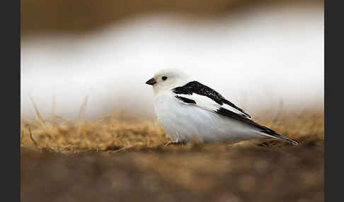 Schneeammer (Plectrophenax nivalis)