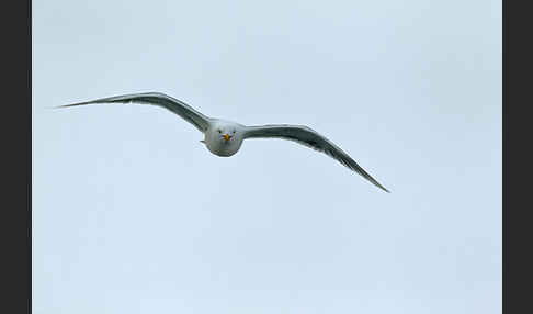 Eismöwe (Larus hyperboreus)