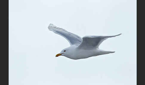 Eismöwe (Larus hyperboreus)