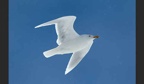 Eismöwe (Larus hyperboreus)