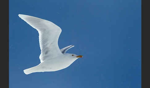 Eismöwe (Larus hyperboreus)