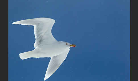 Eismöwe (Larus hyperboreus)