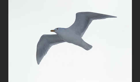 Eismöwe (Larus hyperboreus)