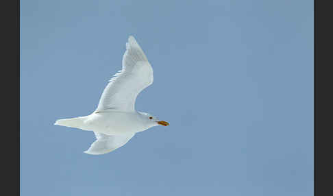 Eismöwe (Larus hyperboreus)