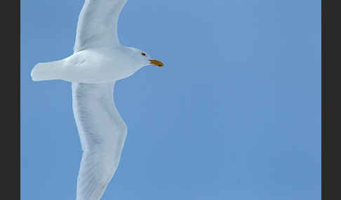 Eismöwe (Larus hyperboreus)