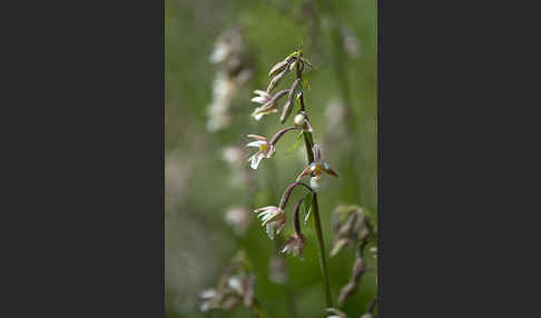 Sumpf-Sitter (Epipactis palustris)