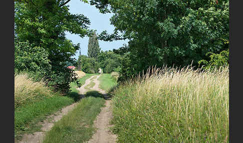 Feldweg (path)