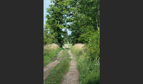 Feldweg (path)