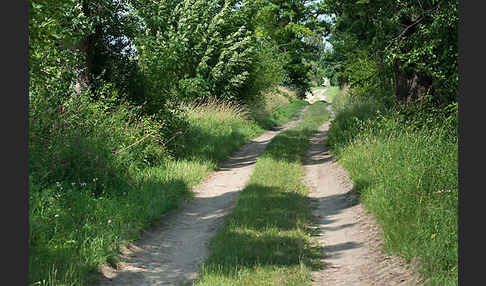 Feldweg (path)