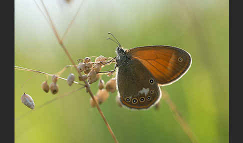 Perlgrasfalter (Coenonympha arcania)