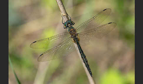 Gefleckte Smaragdlibelle (Somatochlora flavomaculata)