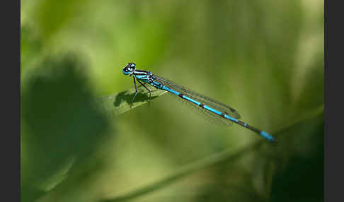 Hufeisen-Azurjungfer (Coenagrion puella)